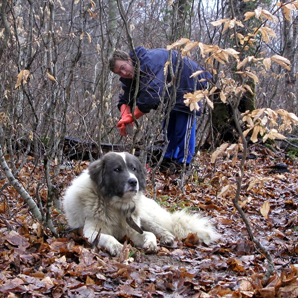 043 (02.Feb.2003) Pankrat and aboriginal dog